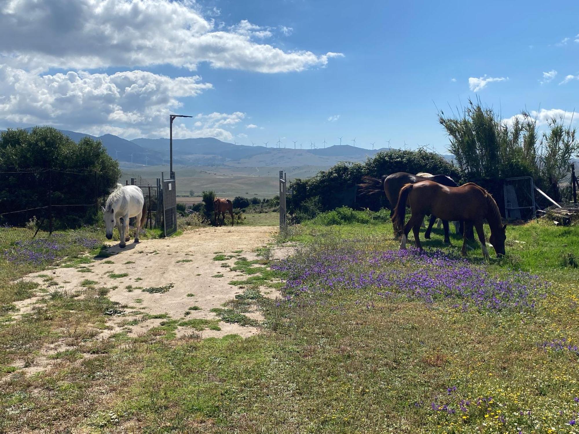 Rustic Cabin Tarifa 4 Guests 10 Minutes To Beach Εξωτερικό φωτογραφία